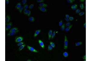 Immunofluorescent analysis of HepG2 cells using ABIN7162815 at dilution of 1:100 and Alexa Fluor 488-congugated AffiniPure Goat Anti-Rabbit IgG(H+L)