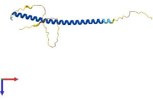 AlphaFold protein structure predicition of Mouse Recombinant Cebpg Protein, UniprotID P53568