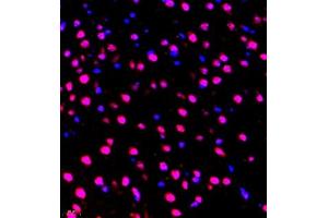 Immunofluorescence of paraffin embedded mouse brain using ZNF498 (ABIN7076253) at dilution of 1:650 (400x lens)