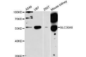 Western blot analysis of extracts of various cell lines, using SLC30A8 antibody (ABIN5995937) at 1:3000 dilution.