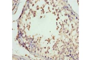 Immunohistochemistry of paraffin-embedded human testis tissue using ABIN7160688 at dilution of 1:100 (GNS anticorps  (AA 293-552))