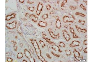 Formalin-fixed and paraffin embedded mouse kidney labeled Anti-Fx1A Polyclonal Antibody, Unconjugated (ABIN675159) at 1:200, followed by conjugation to the secondary antibody and DAB staining (Fx1a anticorps)