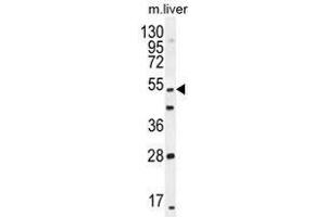 THEMIS Antibody (C-term) western blot analysis in mouse liver tissue lysates (35 µg/lane). (THEMIS anticorps  (C-Term))