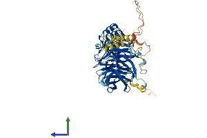 AlphaFold protein structure predicition of Mouse Recombinant Fbxw5 Protein, UniprotID Q9QXW2