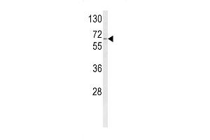 Western blot analysis of CYP4F3 Antibody (N-term) (ABIN652588 and ABIN2842394) in K562 cell line lysates (35 μg/lane).
