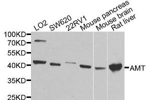 Western blot analysis of extracts of various cell lines, using AMT antibody. (Aminomethyltransferase anticorps  (AA 107-386))