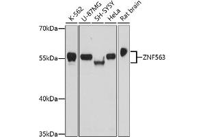 Western blot analysis of extracts of various cell lines, using ZNF563 antibody (ABIN7271503) at 1:1000 dilution.