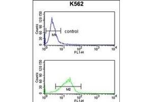 POLE3 Antibody (N-term) (ABIN391484 and ABIN2841453) flow cytometry analysis of K562 cells (bottom histogram) compared to a negative control cell (top histogram).