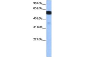 Western Blotting (WB) image for anti-Na+/H+ Exchanger Domain Containing 1 (NHEDC1) antibody (ABIN2463480) (NHEDC1 anticorps)