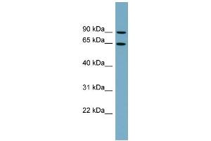 WB Suggested Anti-SLC12A8 Antibody Titration:  0. (SLC12A8 anticorps  (N-Term))
