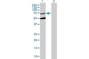 Western Blot analysis of STXBP3 expression in transfected 293T cell line by STXBP3 MaxPab polyclonal antibody. (STXBP3 anticorps  (AA 1-592))