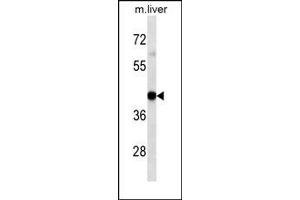 HLA-A Antibody western blot analysis in mouse Liver tissue lysates (35 μg/lane).