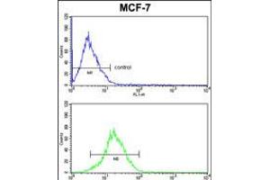 KRT13 Antibody FC analysis of MCF-7 cells (bottom histogram) compared to a negative control cell (top histogram).
