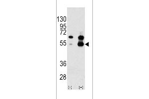 Western blot analysis of VEGF1 Antibody polyclonal antibody using 293 cell lysates (2 ug/lane) either nontransfected (Lane 1) or transiently transfected with the VEGF1 gene (Lane 2). (VEGF1 anticorps  (N-Term))