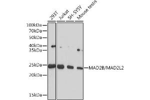 Western blot analysis of extracts of various cell lines, using MB/MB/ML2 Rabbit mAb (ABIN1679325, ABIN3019109, ABIN3019110 and ABIN7101716) at 1:1000 dilution. (MAD2L2 anticorps)