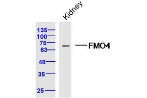 Mouse kidney lysates probed with FMO4 Polyclonal Antibody, Unconjugated  at 1:300 dilution and 4˚C overnight incubation.