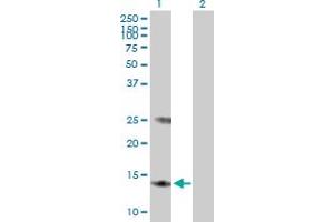 Western Blot analysis of MGST3 expression in transfected 293T cell line by MGST3 MaxPab polyclonal antibody.