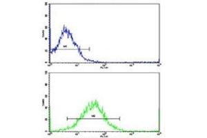 Flow cytometric analysis of K562 cells using TH antibody (bottom histogram) compared to a negative control (top histogram). (Tyrosine Hydroxylase anticorps  (AA 486-514))