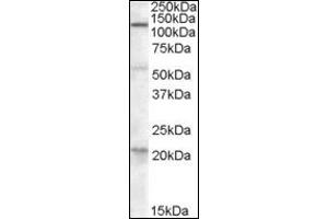 Image no. 2 for anti-Diacylglycerol Lipase, alpha (DAGLA) (C-Term) antibody (ABIN375189) (DAGLA anticorps  (C-Term))