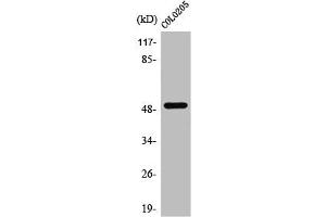 Western Blot analysis of COS7 cells using PPP4R1L Polyclonal Antibody