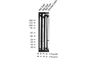 Western blot analysis of Phospho-BAD (Ser155) expression in various lysates