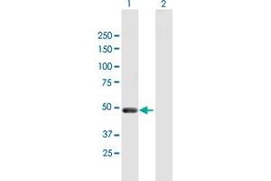 Western Blot analysis of PELI2 expression in transfected 293T cell line by PELI2 MaxPab polyclonal antibody.
