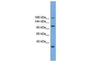 WB Suggested Anti-PHLDB1  Antibody Titration: 0.
