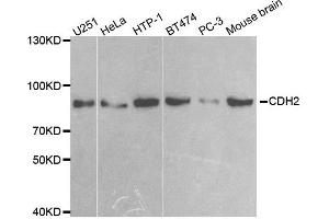 Western blot analysis of extracts of various cell lines, using CDH2 antibody. (N-Cadherin anticorps)