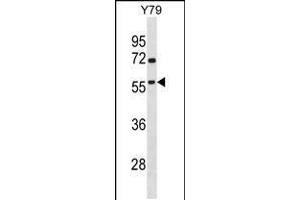 Western blot analysis in Y79 cell line lysates (35ug/lane). (TAF1A anticorps  (N-Term))