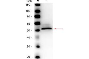 Western Blot of Rabbit anti-Hexokinase Antibody Peroxidase Conjugated. (Hexokinase anticorps  (HRP))
