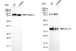 Western blotting analysis using BCL10 antibody (ABIN7800913).