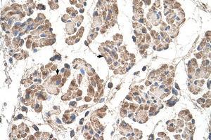 Image no. 1 for anti-Motile Sperm Domain Containing 3 (MOSPD3) (C-Term) antibody (ABIN205067) (MOSPD3 anticorps  (C-Term))