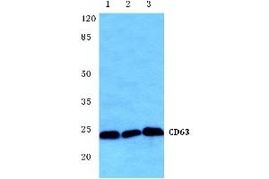 Western blot (WB) analysis of CD63 antibody at 1/500 dilution (CD63 anticorps)
