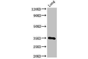 Western Blot Positive WB detected in: Mouse lung tissue All lanes: DPM1 antibody at 3 μg/mL Secondary Goat polyclonal to rabbit IgG at 1/50000 dilution Predicted band size: 30 kDa Observed band size: 30 kDa (DPM1 anticorps  (AA 2-260))