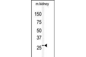 Western blot analysis of anti-CLDN2 Antibody (C-term) (ABIN390292 and ABIN2840731) in mouse kidney tissue lysates (35 μg/lane). (Claudin 2 anticorps  (C-Term))