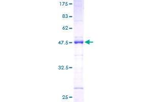 SDS-PAGE (SDS) image for serine/arginine-Rich Splicing Factor 2 (SRSF2) (AA 1-179) protein (GST tag) (ABIN1319752)