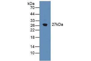 Figure. (SDF4 anticorps  (AA 184-382))