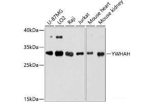 Western blot analysis of extracts of various cell lines using YWHAH Polyclonal Antibody at dilution of 1:3000. (14-3-3 eta anticorps)