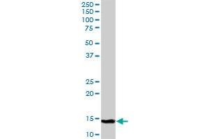 C19orf10 MaxPab polyclonal antibody.