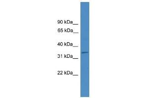ELMOD1 antibody used at 0. (ELMOD1 anticorps  (Middle Region))