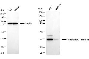 Western blotting analysis using macroH2A. (Recombinant Histone, H2A1, Macro anticorps)