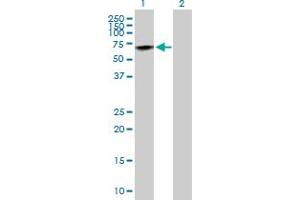 Western Blot analysis of PRCP expression in transfected 293T cell line by PRCP MaxPab polyclonal antibody. (PRCP anticorps  (AA 1-496))