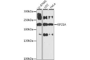 Western blot analysis of extracts of various cell lines, using KIF21A antibody (ABIN7268127) at 1:1000 dilution.