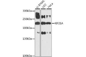 Western blot analysis of extracts of various cell lines, using KIF21A antibody (ABIN7268127) at 1:1000 dilution. (KIF21A anticorps  (AA 1070-1270))