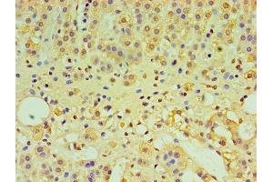 Immunohistochemistry of paraffin-embedded human adrenal gland tissue using ABIN7156608 at dilution of 1:100 (IL29 anticorps  (AA 21-200))