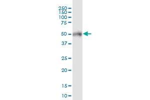 POTEA MaxPab polyclonal antibody. (POTEA anticorps  (AA 1-498))