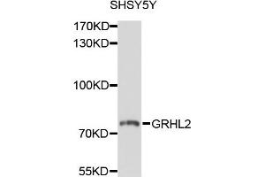 Western blot analysis of extracts of SHSY5Y cells, using GRHL2 antibody. (GRHL2 anticorps)