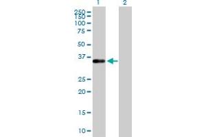 Western Blot analysis of TEAD4 expression in transfected 293T cell line by TEAD4 MaxPab polyclonal antibody. (TEAD4 anticorps  (AA 1-305))