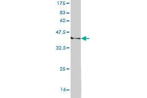 Western Blot detection against Immunogen (37.