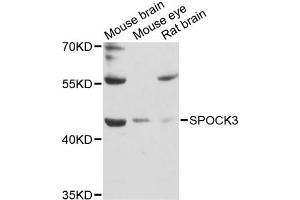 Western blot analysis of extracts of various cell lines, using SPOCK3 antibody (ABIN6292517) at 1:3000 dilution. (SPOCK3 anticorps)